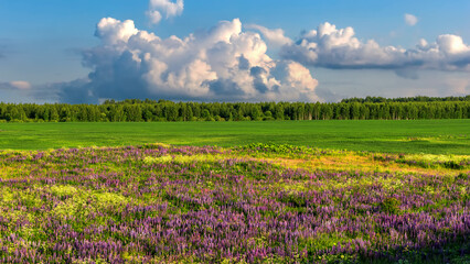 Fototapeta premium Summer landscape with a field of lupines and beautiful clouds on horizon.