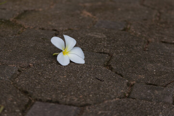 Fallen white flower urban pathway nature photography dry environment close-up view serenity concept