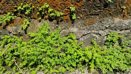 A climbing plant that grows up walls and rocks