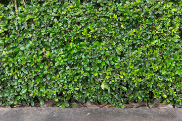 Lush green foliage urban garden nature photography outdoor space eye-level view freshness and serenity