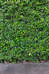 Lush green foliage urban garden nature photography outdoor close-up serenity and growth