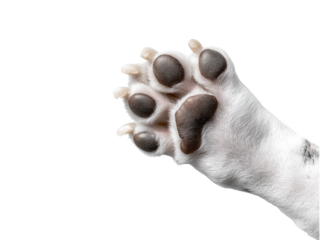Close-Up of a Dog's Paw Reaching Out,  Adorable Canine Paw Print Detail,  Soft Fur and Dark Pads