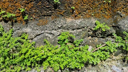 A climbing plant that grows up walls and rocks