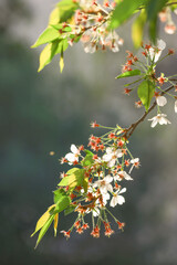 branch of a cherry