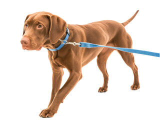 Adorable Brown Puppy on a Leash Posing for a Photograph Against a Black Background