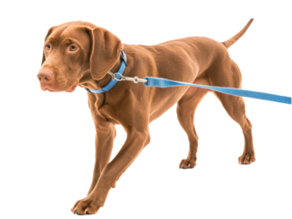 Adorable Brown Puppy on a Leash Posing for a Photograph Against a Black Background