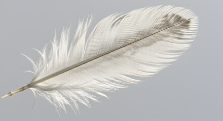 Obraz premium Detailed studio shot presenting the ethereal elegance of a single feather