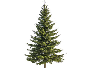 Fototapeta premium Majestic Evergreen Fir Tree Isolated on Black Background: A Symbol of Nature's Beauty and Resilience
