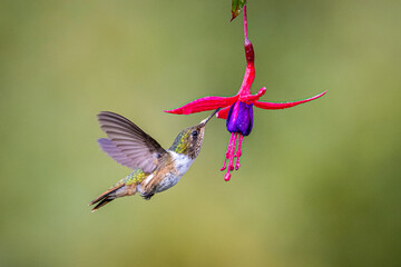 The volcano hummingbird, Selasphorus flammula is sucking nectar on the flower