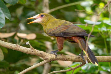 Green Oropendola - Psarocolius viridis, beautiful colored perching bird from South American forests, Brazil.