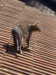 chat tigré marchant sur le toit de tuiles