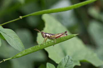 Grasshopper on leaf forest macro photography natural habitat close-up insect behavior study