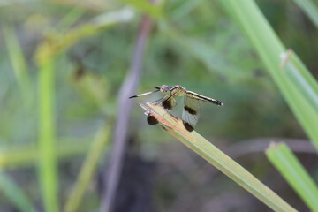Dragonfly perched on grass blade wetland environment nature photography close-up view insect behavior