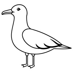 seagull isolated on white background