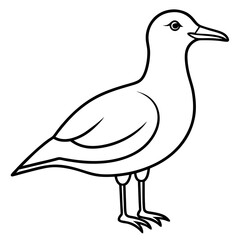 seagull isolated on white background