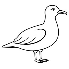 seagull isolated on white background