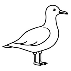 seagull isolated on white background