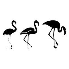 flamingo bird vector set .Flamingo Vector Images. Flamingo silhouette set vector design, bird illustration and icon
