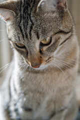 portrait du jeune chat tigré 