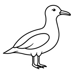 seagull isolated on white background