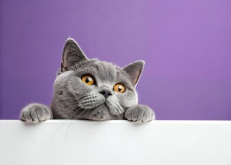 A curious gray British Shorthair cat peeking over a white surface against a vibrant purple backdrop, its bright eyes full of playful inquisitiveness.