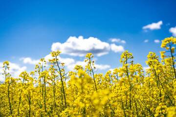 champ de colza, ciel bleu , petits nuages