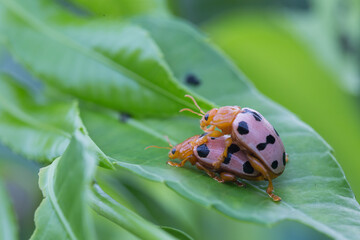Mating behavior of colorful beetles lush greenery nature photography tropical environment close-up view insect behavior