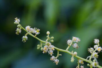 Delicate white flower blossoms lush garden nature photography close-up natural light serenity