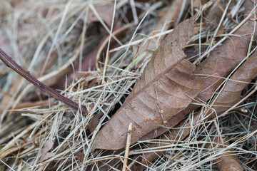 Fallen leaf and dry grass forest floor nature photography autumn scene close-up view tranquility and decay