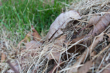 Fallen leaves and grass outdoor nature scene close-up perspective tranquil environment natural textures for photography
