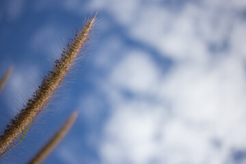 Nature close-up grass stem against a cloudy sky photography calm environment artistic perspective