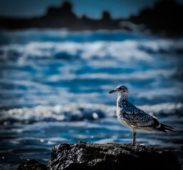 seagull on rock