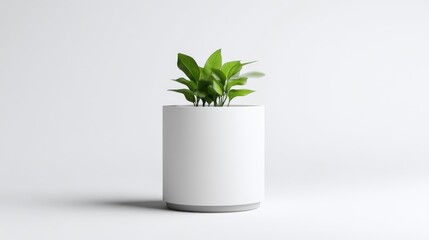 Fototapeta premium Simple potted plant on white background