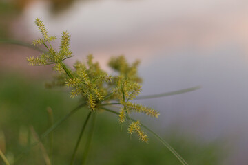 Nature's subtle beauty a close-up of green plant life by water's edge tranquil environment serene viewpoint conceptual imagery