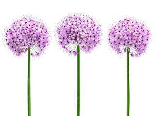 Three Stunning Purple Allium Flowers Isolated on Black Background Botanical Photography