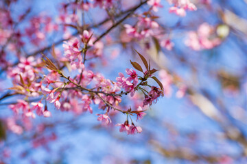 Spring bloom cherry blossom branches natural landscape vibrant colors outdoor serenity close-up view nature's beauty