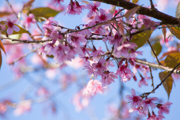 Spring blossom celebration cherry trees nature photography outdoor close-up colorful floral beauty