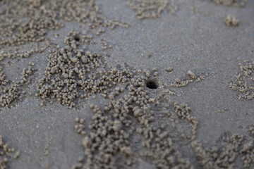 Tiny sand crabs creating balloons in coastal sand beach shoreline nature photography close-up marine life insights