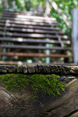 Moss-covered log leading to wooden steps forest nature photography lush environment close-up view tranquil scene
