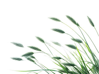 Fototapeta premium Elegant Feather Grass Closeup Photography: Nature's Delicate Beauty in Vivid Detail