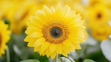 Obraz premium Vibrant sunflower in focus