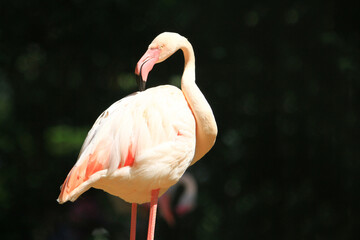 Flock of flamingo’s rest in a standing position. Some sat down on the ground