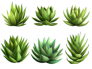 Fototapeta premium Collection of Six Diverse Aloe Vera Plants: A Detailed Look at Varied Shapes and Textures of Succulents