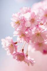 pink cherry blossom in spring	
