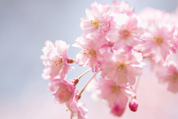 pink cherry blossom in spring	
