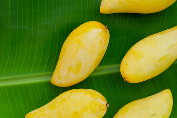 Ripe sweet yellow mango fruits