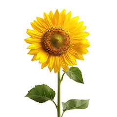Obraz premium Radiant blooming sunflower png vibrant floral beauty png cheerful garden blossom png dynamic natural bloom png lively sunflower illustration png transparent background image