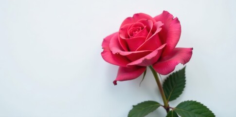 Single perfect rose, vibrant petals, white backdrop, isolated, fresh, bloom