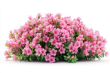 Obraz premium Profusion of pink azalea blossoms in full bloom against white space