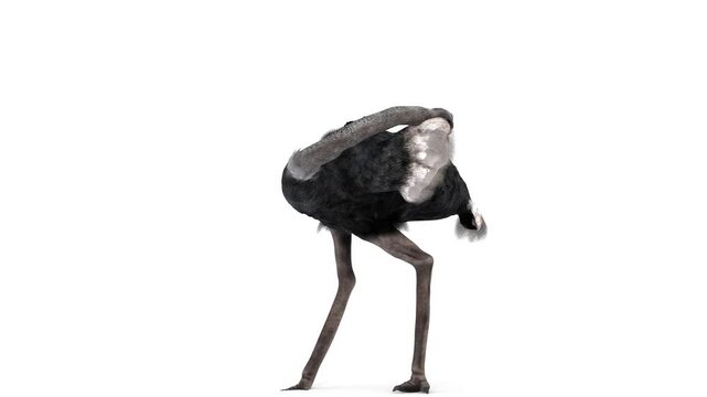 african ostrich with white background